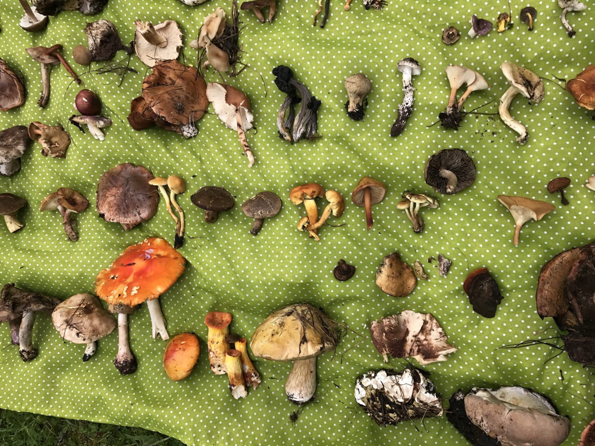 mushrooms in oaxaca travel