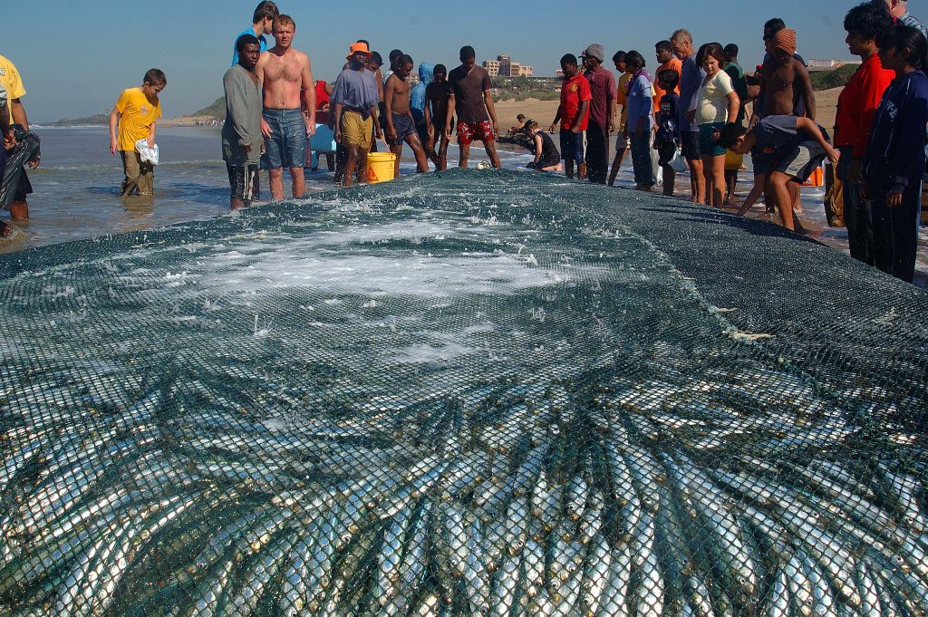 Sardines caught in a net in the sardine run 