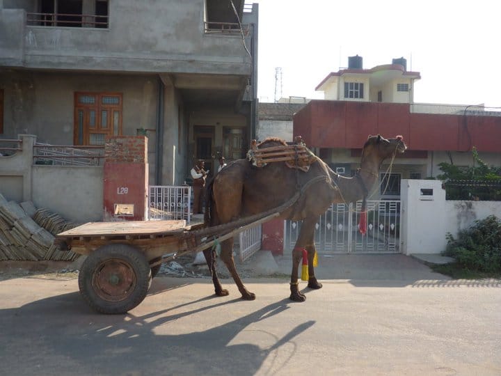 camel pulling a cart