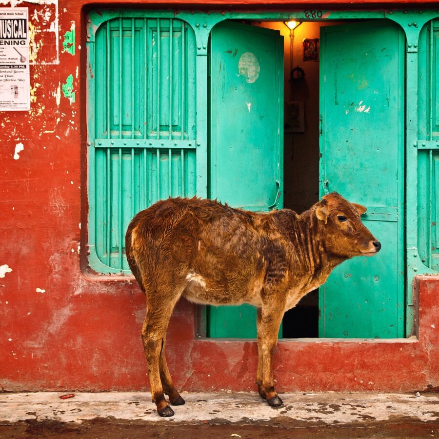 street animals in india