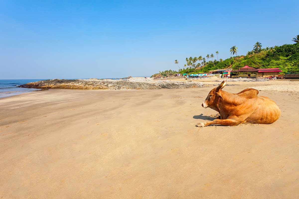 Cow in a beach in Goa, India.