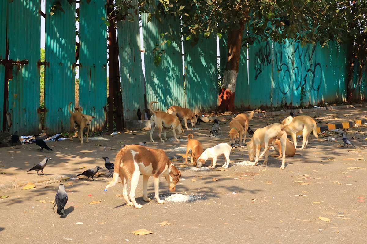 Street animals in India eating rice.