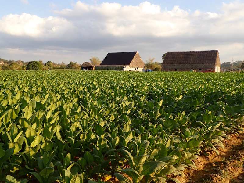 Tobacco fields from Viñales tours 