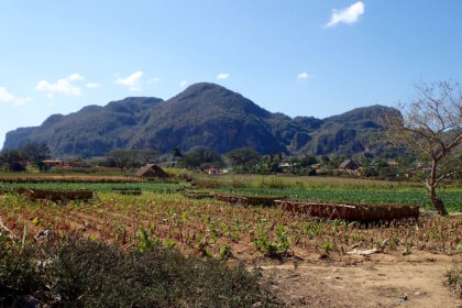 Vinales tobacco fields and mogotes