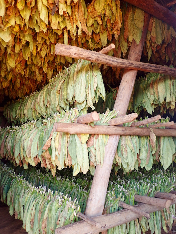 tobacco leaves drying on Viñales tours 