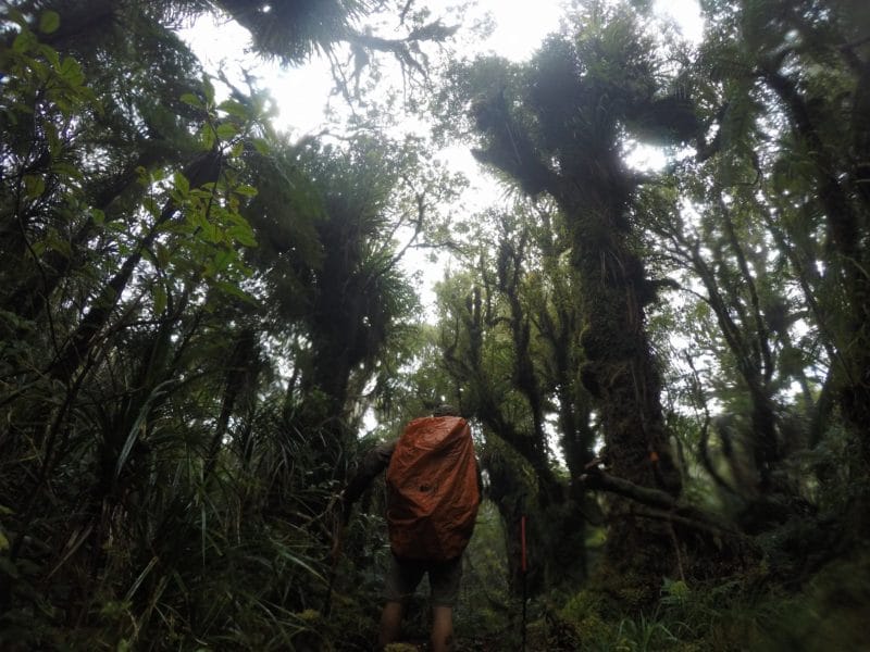 Te Araroa Trail raetea forest