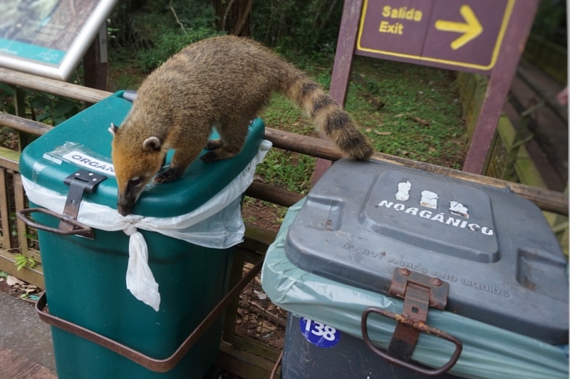 Wildlife searching through garbage bin