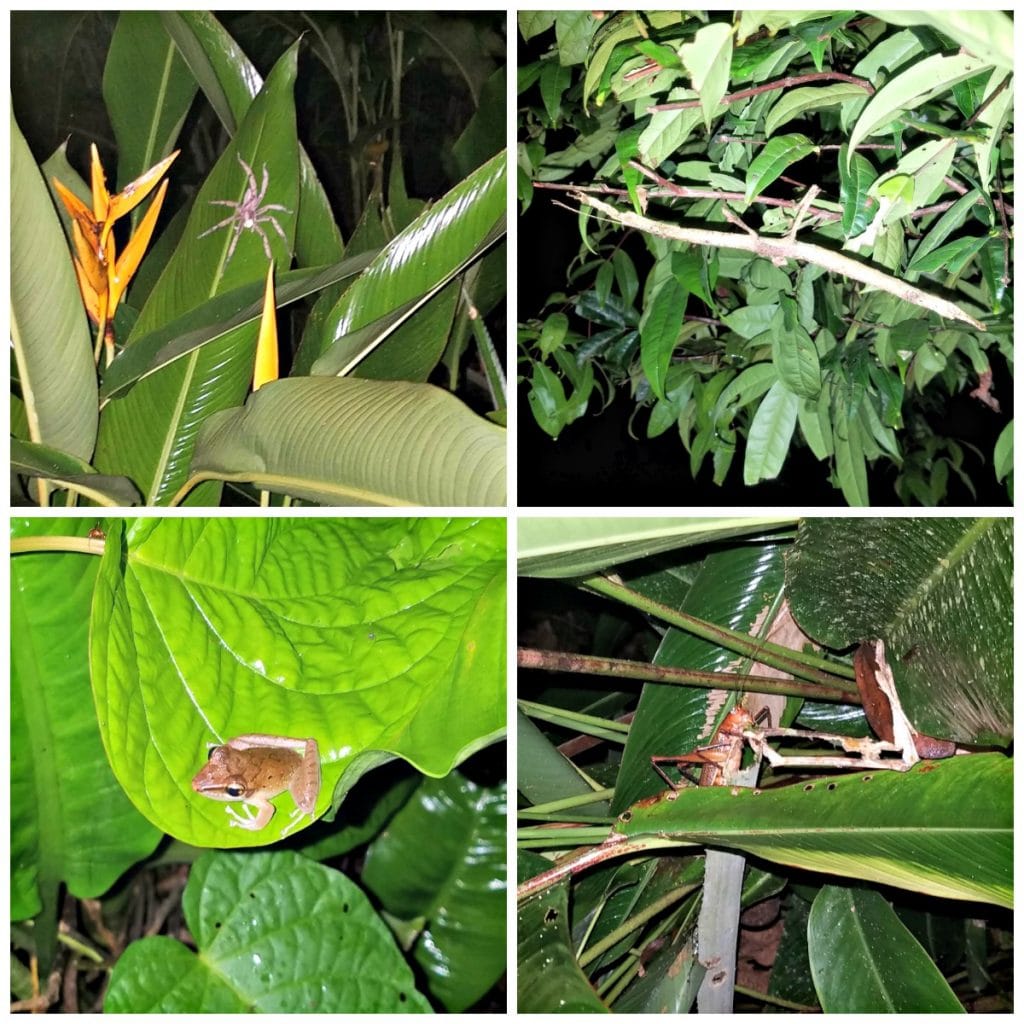 panama insects