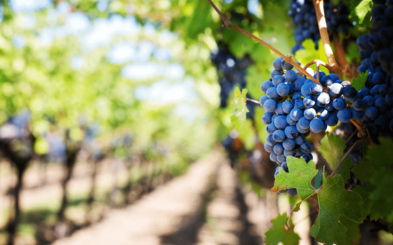 Black grapes in vineyard
