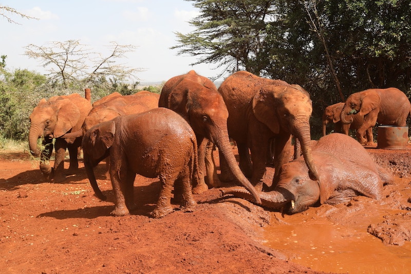 elephant mud bath in kenya