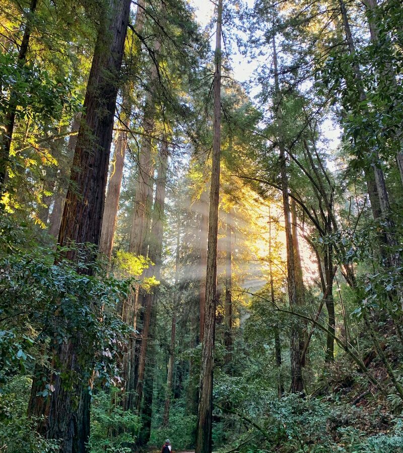 armstrong redwoods