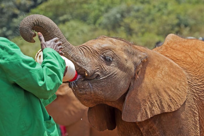 elephant feeding on milk