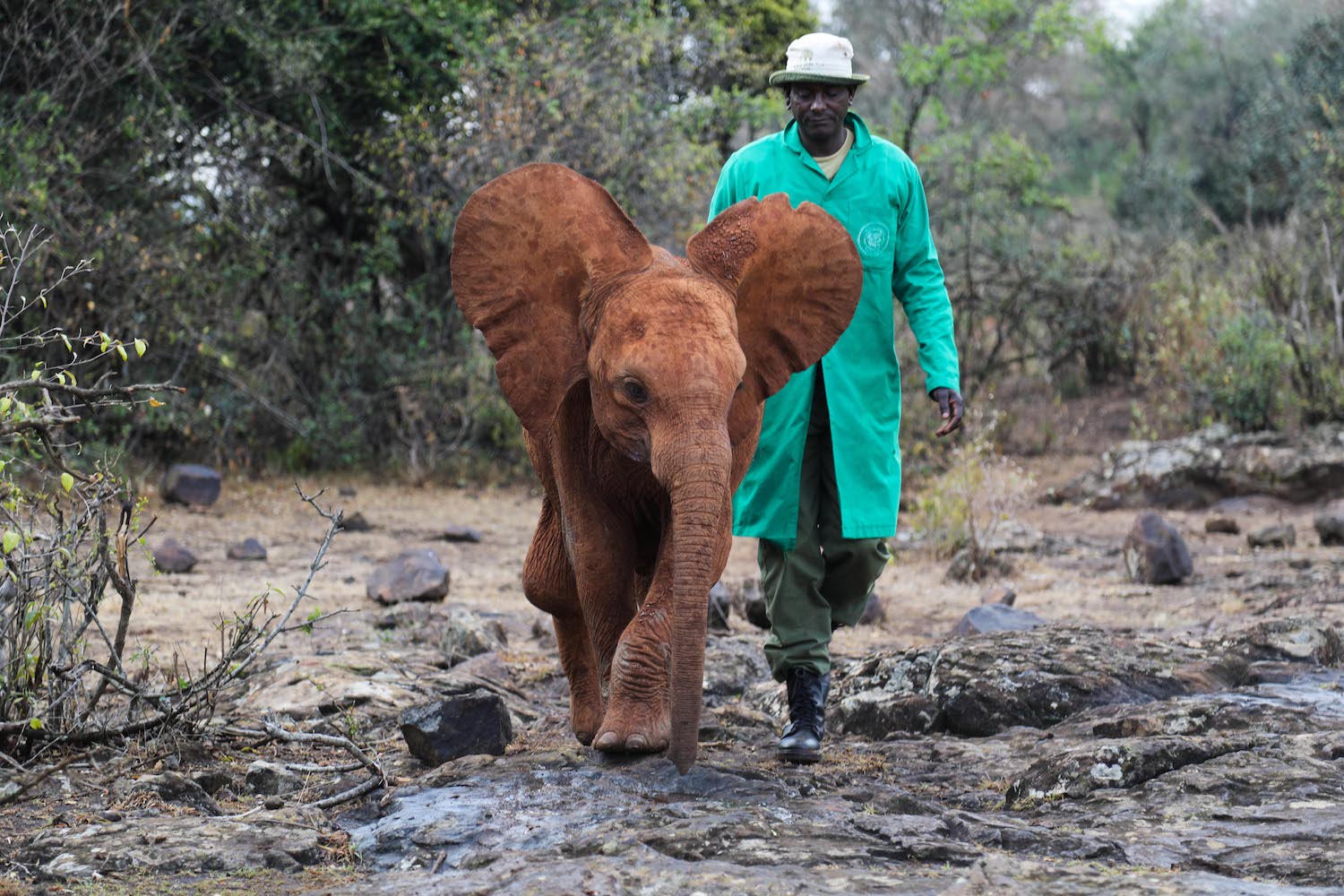 orphaned elephant in kenya