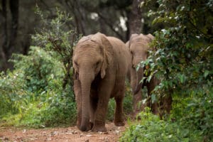 orphan elephants in kenya