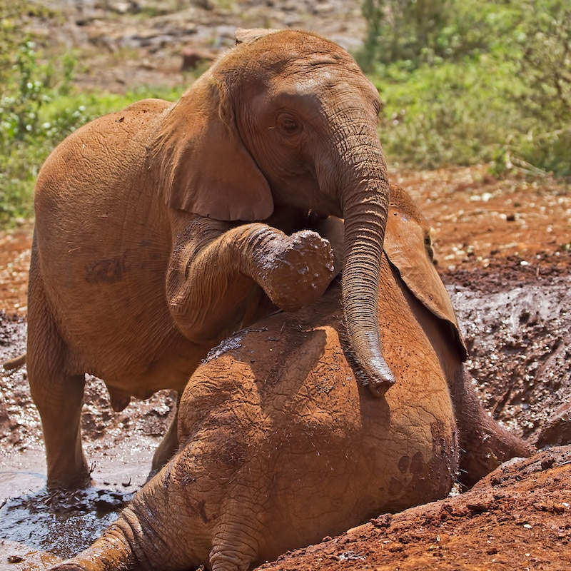 orphan elephants playing in mud