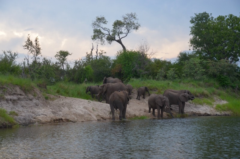 Elephants drinking from the river at dusk in Zambia