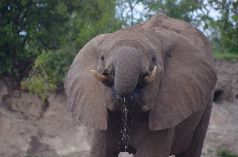 elephant on a zambezi river safari