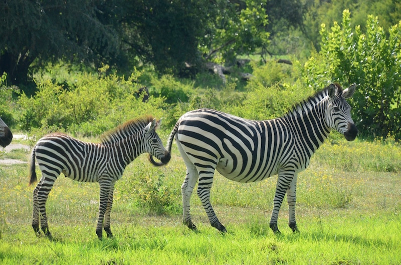 zebra on a zambia game drive