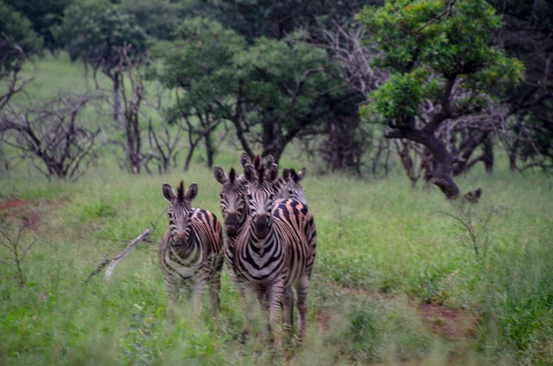 A herd of zebra watching on in Manyoni Reserve in south africa
