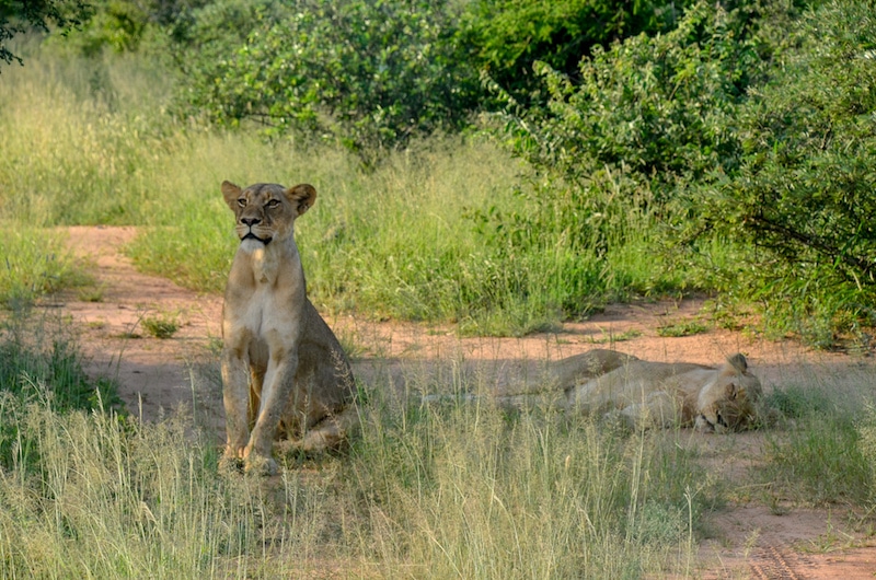 Two lionesses, mother and daughter, resting in Makalali during a hunt