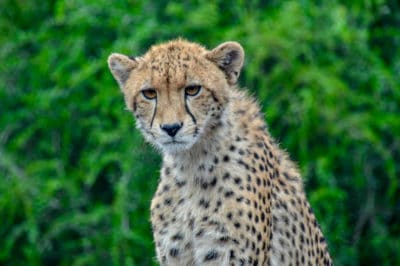 Cheetah in south africa