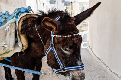 irresponsible tourism & wild animal cruelty donkey greece
