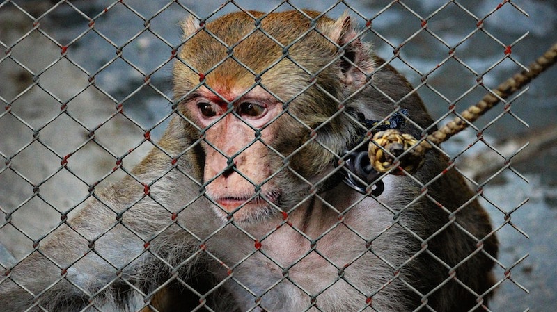 irresponsible tourism & wild animal cruelty monkey chained