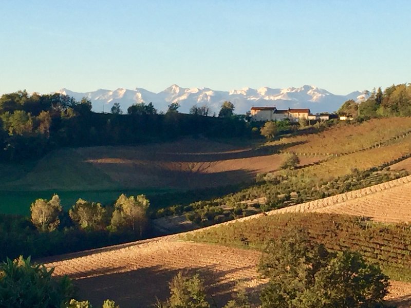 vineyard work in italy view of italian alps