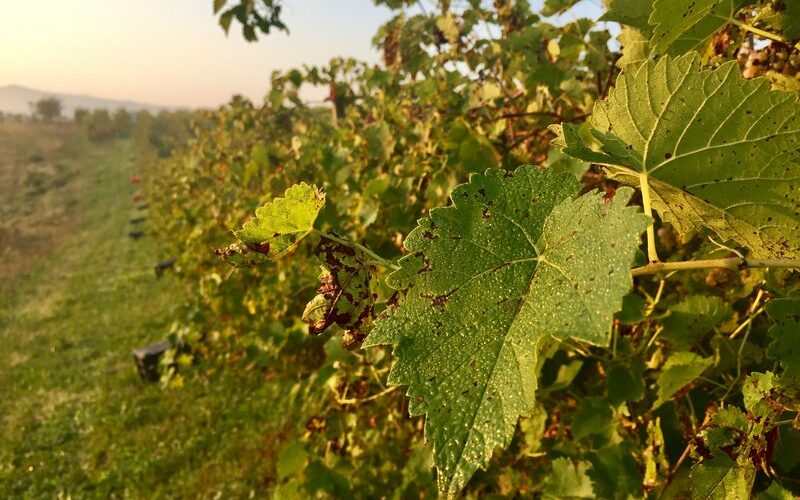 vineyard work in italy vines