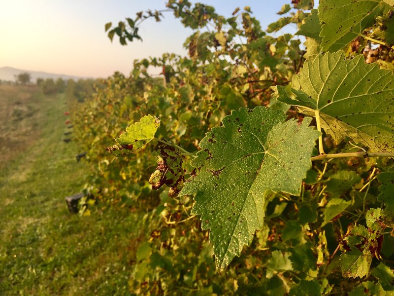 vineyard work in italy morning vines