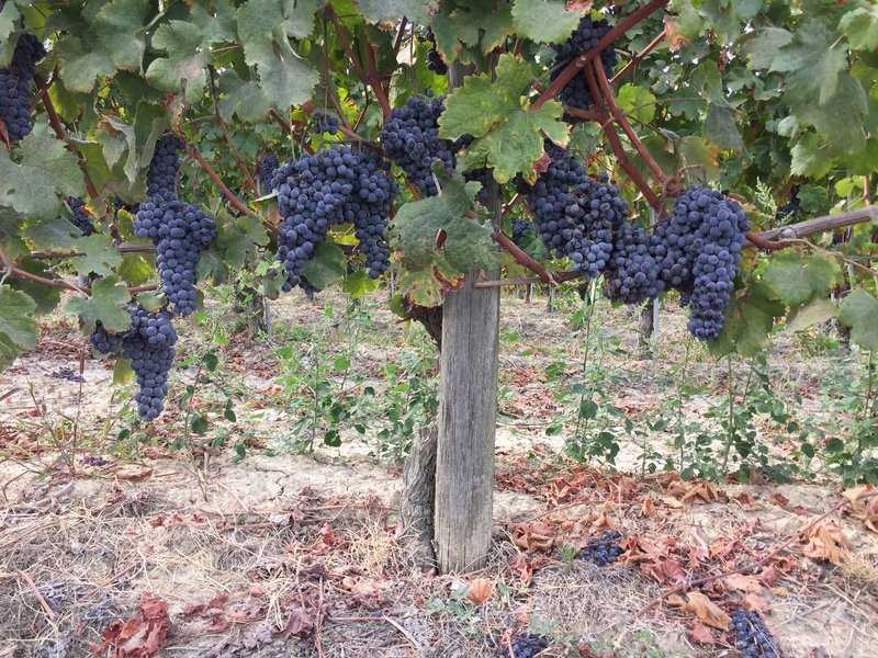 vineyard work in italy piedmont grapes