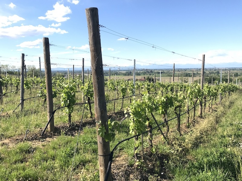 North-facing vineyards in San Colombano al Lambro, near Milan, Italy