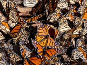 monarcas butterflies sanctuary