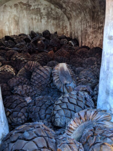Cooked agaves in a brick oven