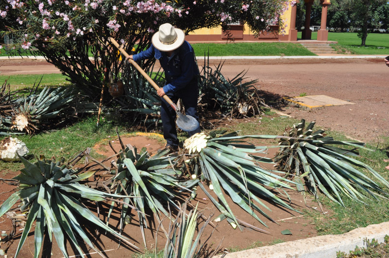 Tequila jimador preparing agave piñas