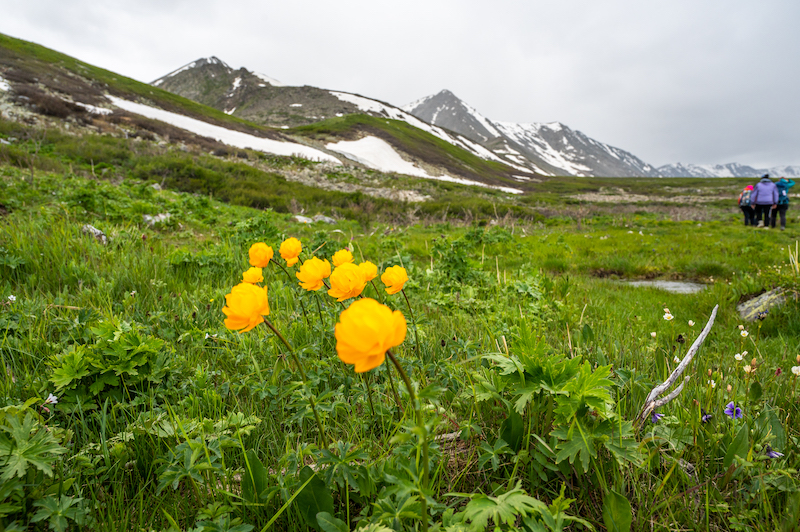 wildflowers in the Altai Mountains.