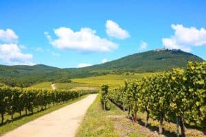 wine grapes on vines in Alsace, France.