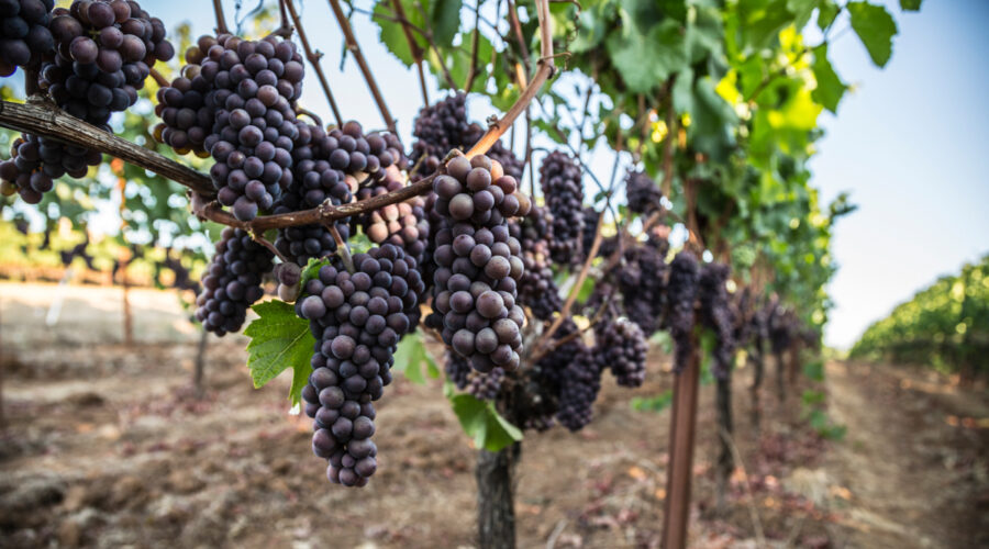 biodynamic wineries in Oregon