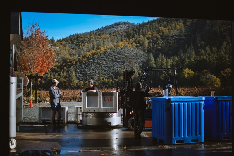 vineyard workers prepping for the fall harvest at Cowhorn Vineyard & Garden