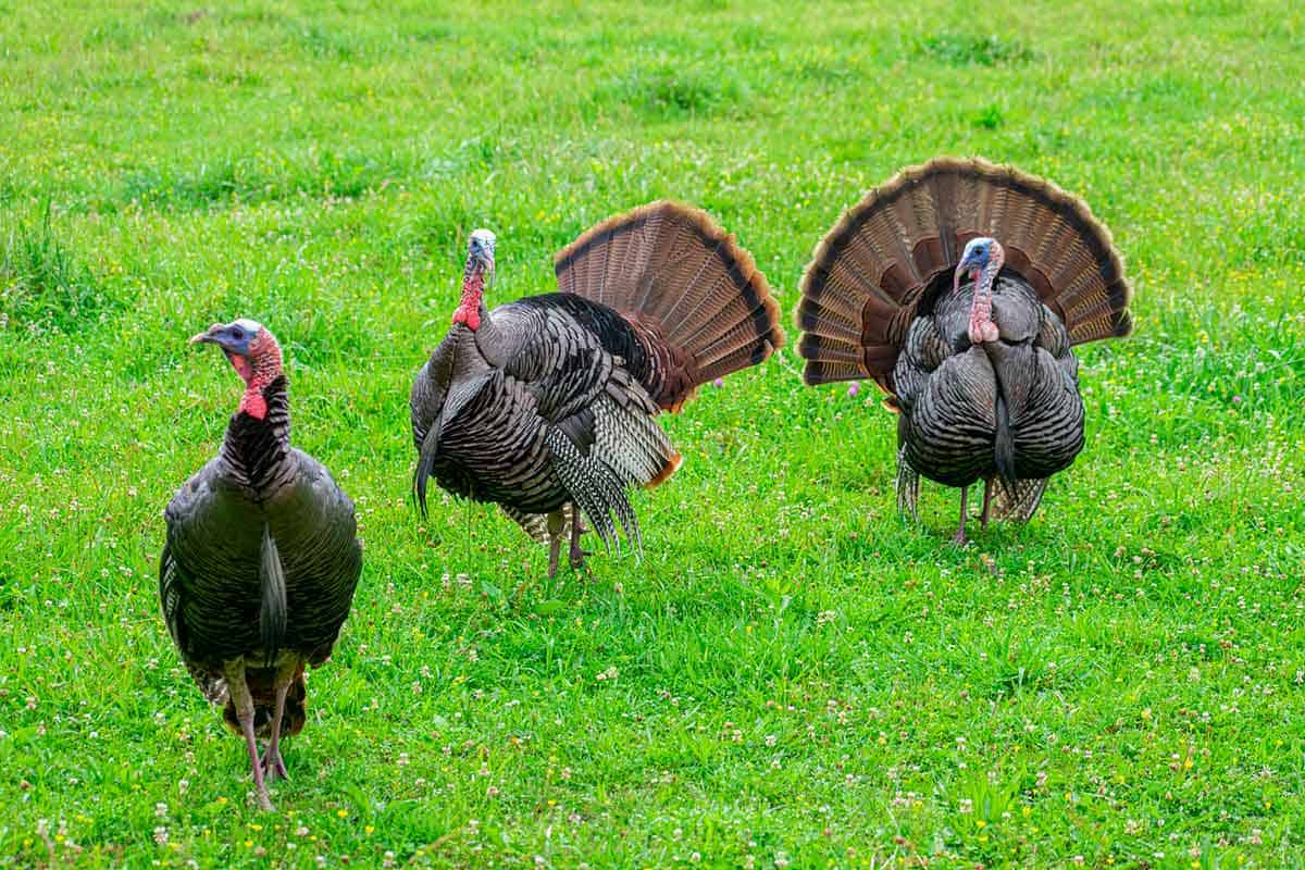 Close-up of a turkey standing in a grassy area with vibrant green plants in the background at an animal sanctuary.