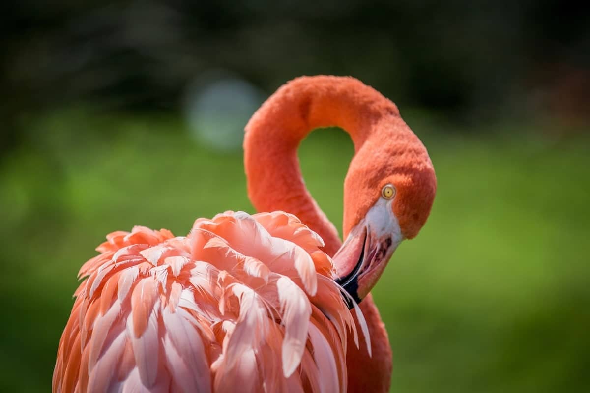 Close-up of a vibrant American flamingo preening its feathers in Río Lagartos, Mexico, with a soft green background.