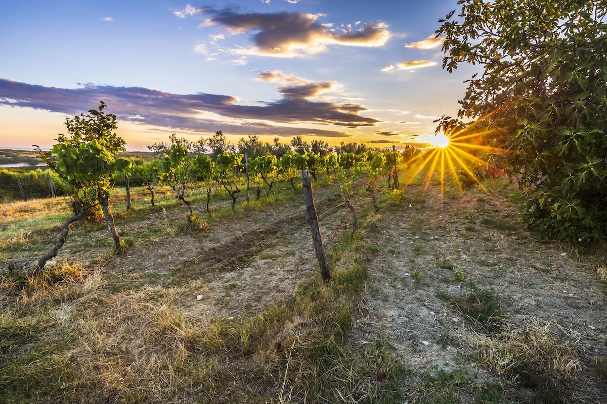 a vineyard in Istria at sunset with a purple and orange sky above