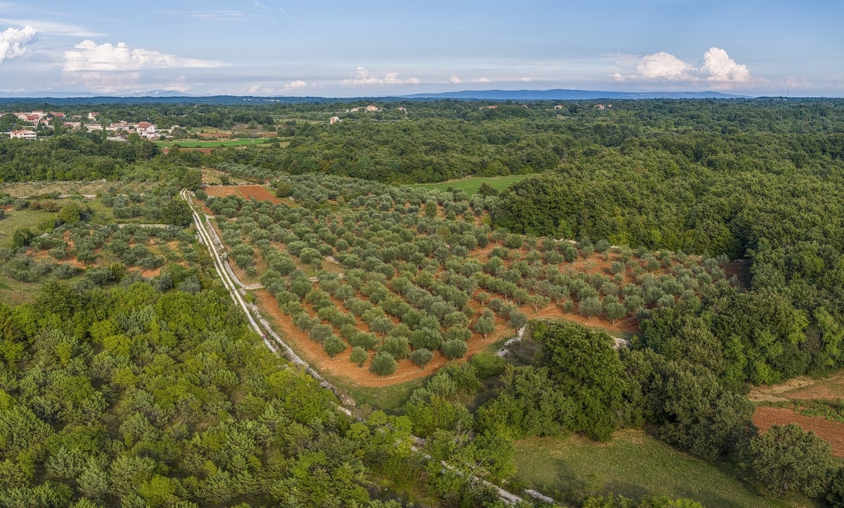 Drone image of a large olive grove in Istria during the day in summer