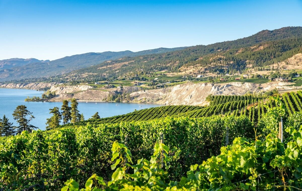 Vineyards in the Okanagan Valley overlooking Lake Okanagan and rolling hills on a clear summer day.