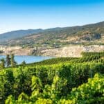 Vineyards in the Okanagan Valley overlooking Lake Okanagan and rolling hills on a clear summer day.