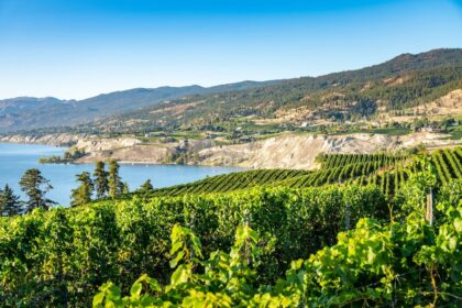Vineyards in the Okanagan Valley overlooking Lake Okanagan and rolling hills on a clear summer day.