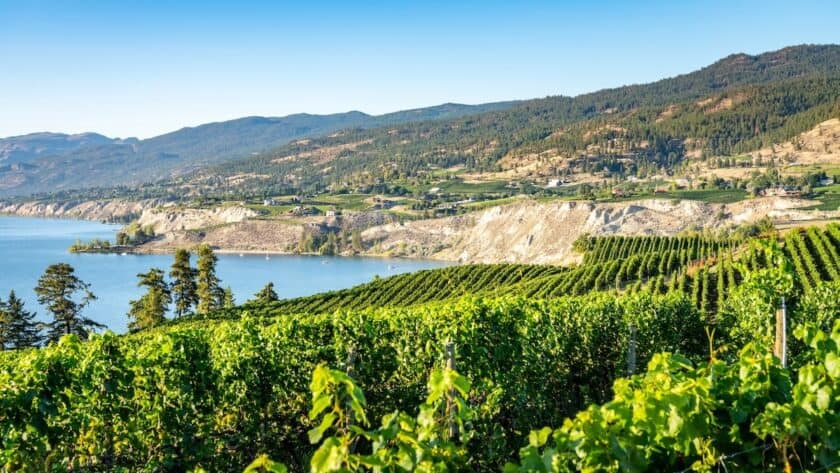 Vineyards in the Okanagan Valley overlooking Lake Okanagan and rolling hills on a clear summer day.