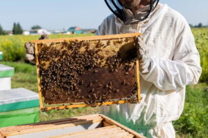 A beekeeper in a white protective suit and veiled hood holds a wooden hive frame covered in a dense cluster of honeybees. The sunlit honeycomb is partially filled, set against a background of a green apiary and a clear blue sky.