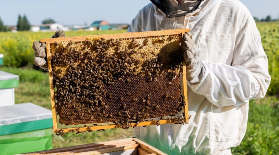 A beekeeper in a white protective suit and veiled hood holds a wooden hive frame covered in a dense cluster of honeybees. The sunlit honeycomb is partially filled, set against a background of a green apiary and a clear blue sky.