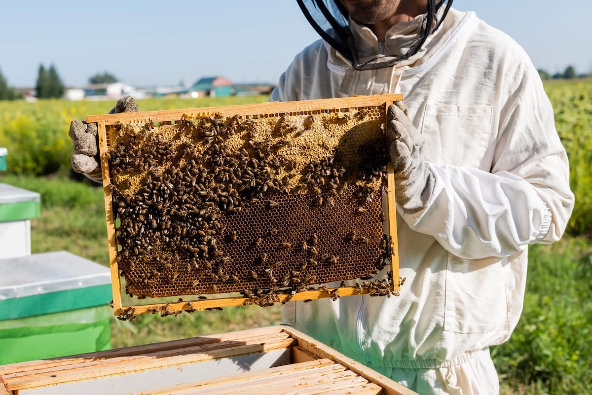 An up-close look at a beekeeper inspecting a healthy hive frame, showcasing the direct, transparent process of harvesting authentic raw honey.